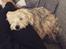 Blanding af racer (Malteser/Yorkshire terrier)