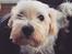 Blanding af racer (Malteser/Yorkshire terrier)
