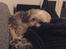 Blanding af racer (Malteser/Yorkshire terrier)