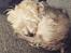 Blanding af racer (Malteser/Yorkshire terrier)