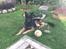 Schæferhund Rambo