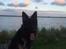 Schæferhund Rambo