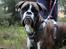 Boxer Argos