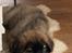 Leonberger Ancho