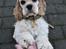 Amerikansk cocker spaniel Viggo Pedersen 