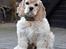 Amerikansk cocker spaniel Viggo Pedersen 