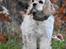 Amerikansk cocker spaniel Viggo Pedersen 