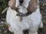 Amerikansk cocker spaniel Viggo Pedersen 