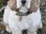Amerikansk cocker spaniel Viggo Pedersen 