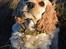 Amerikansk cocker spaniel Viggo Pedersen 
