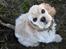 Amerikansk cocker spaniel Viggo Pedersen 
