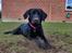 Labrador retriever Abby