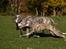 Whippet Daisy - 8 måneder gammel