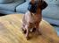 Griffon petit brabancon Leopold 