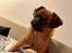 Griffon petit brabancon Leopold 