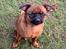 Griffon petit brabancon Leopold 