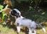 Chinese crested hårløs Sully