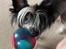 Chinese crested hårløs Sully