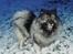 Keeshond Asdis - House of Keesgaard A Silver Past 
