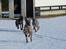 Whippet MeepMeep - 10 uger gammel (1/2-21)