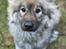 Eurasier Zelda