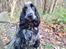 Cocker spaniel Cookie - Cookie 14mdr
