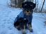 Dvaergschnauzer Viggo 