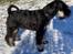 Dvaergschnauzer Viggo 