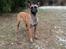 Malinois Jenos' Freydis