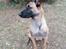 Malinois Jenos' Freydis