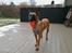 Malinois Jenos' Freydis