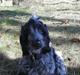 Cocker spaniel Cookie