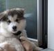Alaskan malamute Nanoq 