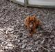 Cavalier king charles spaniel Tove