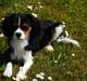 King charles spaniel Baldo