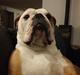 Olde english bulldogge Ostergaard's Manfred