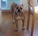 Olde english bulldogge Ostergaard's Vega