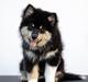 Finsk lapphund Lapinkaunis Somebody to Love