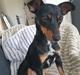 Blanding af racer Abbi portugisisk gadehund