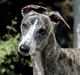 Whippet Tilla