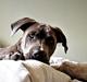 Cane corso Branco