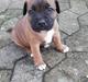Staffordshire bull terrier Arnold