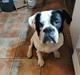 Olde english bulldogge Nalah