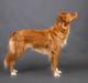 Nova scotia duck tolling retriever Aquafox Sebrings Fangio Chicane"Casey"