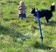 Border collie Shiva