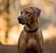 Rhodesian ridgeback Hazinas 7th Galactic  Cosmos "Sam" 