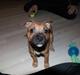 Staffordshire bull terrier Vega