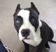 American Bully Hublot