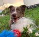 Border collie Tweed (Make it count Globetrotter)