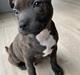 Staffordshire bull terrier Pablo